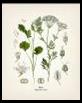 Vintage Anise Botanical Print KO-42 Fine art prints of | Etsy
