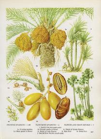 Vintage Botanical Print Antique DATES date palm plant print | Etsy ...